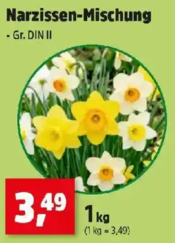 Thomas Philipps Narzissen-Mischung Angebot