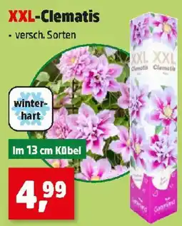 Thomas Philipps XXL-Clematis Angebot