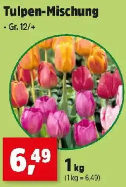 Thomas Philipps Tulpen-Mischung Angebot