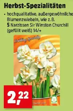 Thomas Philipps Frühling Specialty Narzissen Sir Winston Churchill Angebot