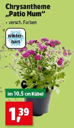 Thomas Philipps Chrysantheme "Patio Mum" Angebot