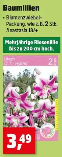 Thomas Philipps Baumlilien Angebot