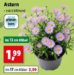 Thomas Philipps Astern Angebot