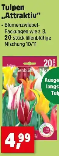 Thomas Philipps Tulpen „Attraktiv“ Angebot