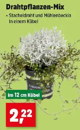 Thomas Philipps Drahtpflanzen-Mix Angebot