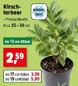 Thomas Philipps Kirsch-lorbeer Angebot