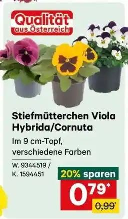 Lagerhaus Stiefmütterchen Viola Hybrida/Cornuta Angebot