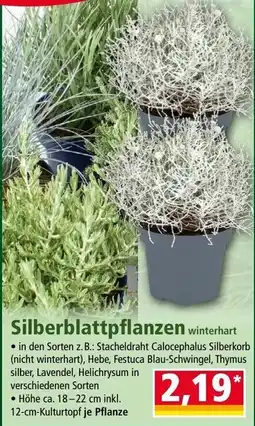 Norma Silberblatt pflanzen winterhart Angebot