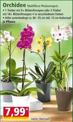 Norma Orchidee Multiflora Phalaenopsis Angebot