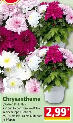 Norma Chrysantheme „Sixtie“ Pink Flair Angebot