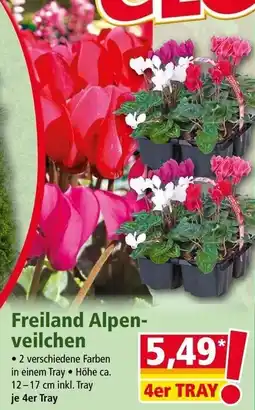 Norma Freiland Alpen-veilchen Angebot