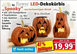 Norma LED-Dekokürbis by flower power Angebot