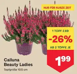 MPreis Calluna Beauty Ladies Angebot