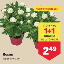 MPreis Rosen Angebot