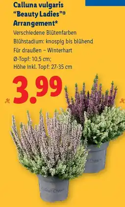 Lidl Calluna vulgaris "Beauty Ladies" Arrangement Angebot