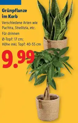 Lidl Grünpflanze im Korb Angebot