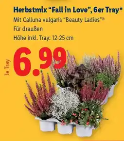 Lidl Herbstmix "Fall in Love", 6er Tray Angebot