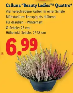 Lidl Calluna "Beauty Ladies" Quattro Angebot