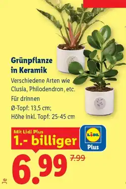 Lidl GrünPflanze in Keramik Angebot