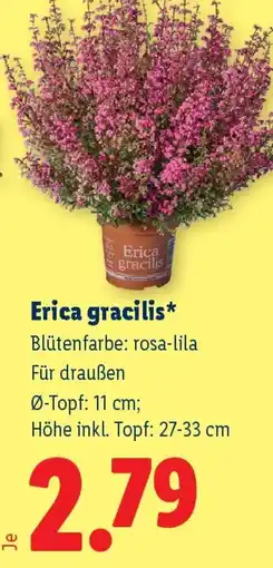 Lidl Erica gracilis Angebot