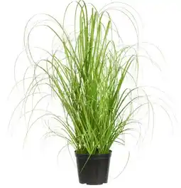 Mömax Modern Living Grasbündel Patrick Angebot
