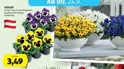 Hofer VIOLEN* Angebot