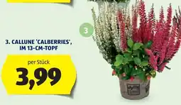 Hofer Callune 'Calberries' Angebot