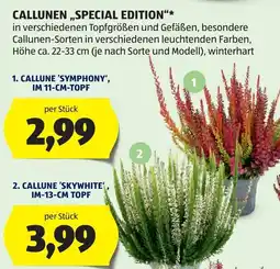 Hofer Callune 'Symphony' Angebot