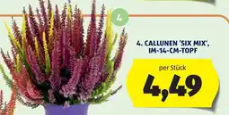 Hofer Callunen 'Six Mix' Angebot