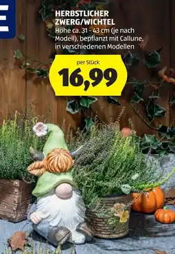 Hofer Herbstlicher Zwerg/Wichtel Angebot
