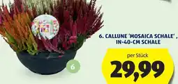 Hofer Callune 'mosaica schale' Angebot