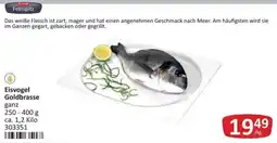 Kastner Eisvogel Goldbrasse Angebot