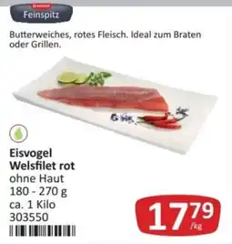 Kastner Eisvogel Welsfilet rot Angebot