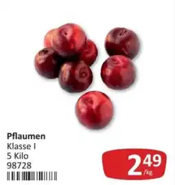 Kastner Pflaumen Klasse I Angebot