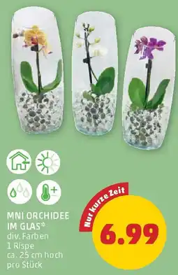 PENNY MNI Orchidee im Glas Angebot