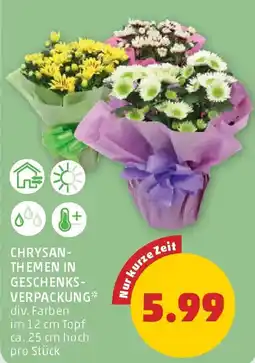PENNY Chrysanthemen in Geschenkverpackung Angebot