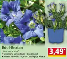 Norma Edel-Enzian Angebot