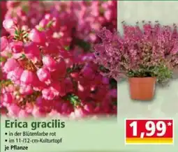 Norma Erica gracilis Angebot