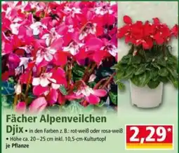 Norma Fächer Alpenveilchen Djix Angebot
