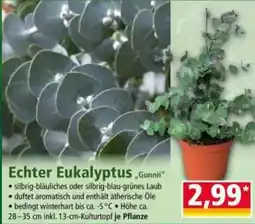 Norma Echter Eukalyptus „Gunnii“ Angebot