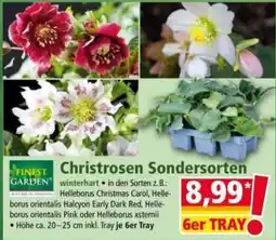 Norma Christrosen Sondersorten Angebot