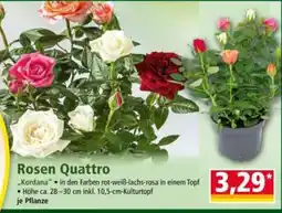 Norma Rosen Quattro Angebot