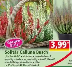 Norma Garden Girls Solitär Calluna Busch Angebot