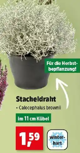 Thomas Philipps Stacheldraht - Calocephalus brownii Angebot
