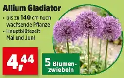 Thomas Philipps Allium Gladiator Angebot