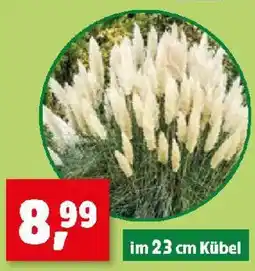 Thomas Philipps Pampasgras Angebot