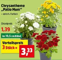 Thomas Philipps Chrysantheme "Patio Mum" Angebot