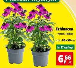Thomas Philipps Echinacea Angebot
