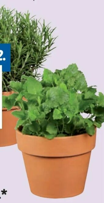 Lidl Italienische Kräuter Angebot