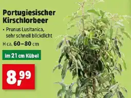 Thomas Philipps Portugiesischer Kirschlorbeer Angebot